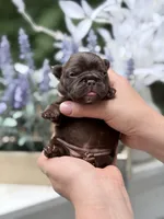 Female Chocolate DOB 04.27.2026 | French bulldog puppy, a female French Bulldog for sale in Cumming, GA – 1 of 8