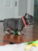 Female Blue Tan DOB 04.10.2026 | French bulldog puppy, a female French Bulldog for sale in Cumming, GA – 8 of 10