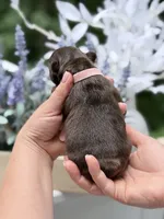 Female Chocolate DOB 04.27.2026 | French bulldog puppy, a female French Bulldog for sale in Cumming, GA – 3 of 8