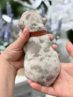 Male New Shade Isabella Merle DOB 04.27.2026 | French bulldog puppy, a male French Bulldog for sale in Cumming, GA – 4 of 6