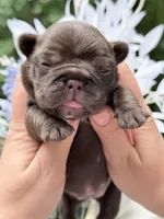 Female Chocolate DOB 04.27.2026 | French bulldog puppy, a female French Bulldog for sale in Cumming, GA – 5 of 8