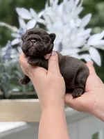 Female Chocolate DOB 04.27.2026 | French bulldog puppy, a female French Bulldog for sale in Cumming, GA – 2 of 8