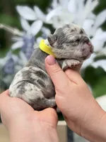 Female Lilac Merle DOB 04.27.2026 | French bulldog puppy, a female French Bulldog for sale in Cumming, GA – 4 of 6