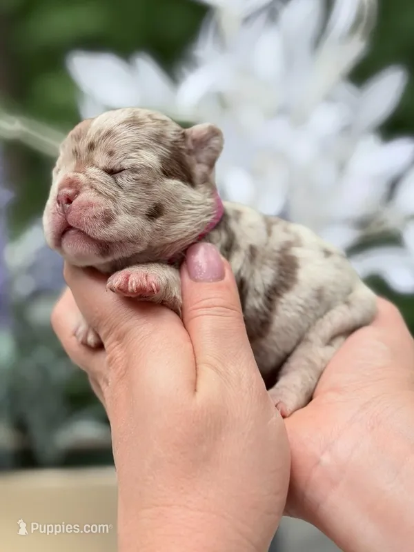 Female Isabella Rojo Merle DOB 04.27.2026 | French bulldog puppy – French Bulldog puppy for sale in Cumming, GA