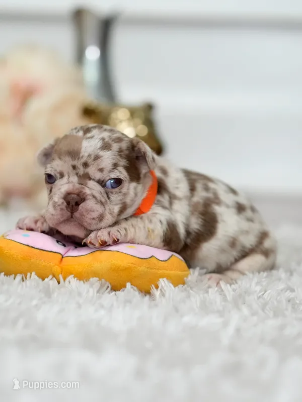 Female Isabella Rojo Merle DOB 04.27.2026 | French bulldog puppy – French Bulldog puppy for sale in Cumming, GA
