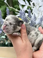 Female Lilac Merle DOB 04.27.2026 | French bulldog puppy, a female French Bulldog for sale in Cumming, GA – 2 of 6