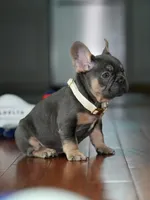 Male Blue Tan DOB 04.17.2026 | French bulldog puppy, a male French Bulldog for sale in Cumming, GA – 6 of 7