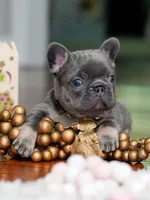 Female Blue Tan DOB 04.10.2026 | French bulldog puppy, a female French Bulldog for sale in Cumming, GA – 7 of 9