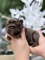 Female Chocolate DOB 04.27.2026 | French bulldog puppy, a female French Bulldog for sale in Cumming, GA – 8 of 8