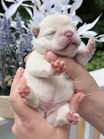 Female Cream DOB 04.27.2026 | French bulldog puppy, a female French Bulldog for sale in Cumming, GA – 7 of 7