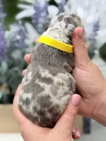 Female Lilac Merle DOB 04.27.2026 | French bulldog puppy, a female French Bulldog for sale in Cumming, GA – 3 of 6