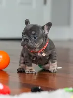 Female Blue Tan DOB 04.10.2026 | French bulldog puppy, a female French Bulldog for sale in Cumming, GA – 6 of 10