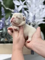 Female Cream DOB 04.27.2026 | French bulldog puppy, a female French Bulldog for sale in Cumming, GA – 5 of 7