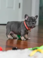 Female Blue Tan DOB 04.10.2026 | French bulldog puppy, a female French Bulldog for sale in Cumming, GA – 9 of 10