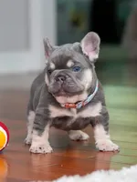 Male Lilac Tan DOB 04.10.2026 | French bulldog puppy, a male French Bulldog for sale in Cumming, GA – 9 of 10