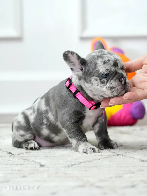 Female Lilac Merle DOB 04.27.2026 | French bulldog puppy – French Bulldog puppy for sale in Cumming, GA