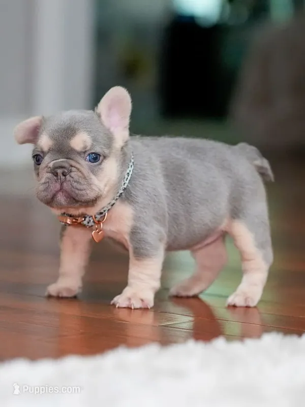 Female Lilac Tan DOB 04.10.2026 | French bulldog puppy – French Bulldog puppy for sale in Cumming, GA