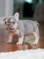 Female Lilac Tan DOB 04.10.2026 | French bulldog puppy, a female French Bulldog for sale in Cumming, GA – 1 of 10