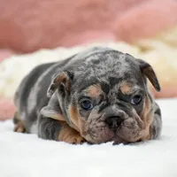 Puppy, a female French Bulldog for sale in Cumming, GA – Photo 6 of 8