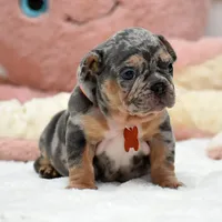 Puppy, a female French Bulldog for sale in Cumming, GA – Photo 5 of 8