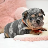 Puppy, a female French Bulldog for sale in Cumming, GA – Photo 8 of 8