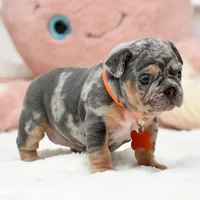 Puppy, a female French Bulldog for sale in Cumming, GA – Photo 3 of 8