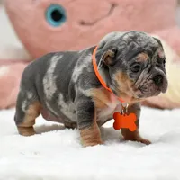 Puppy, a female French Bulldog for sale in Cumming, GA – Photo 1 of 8