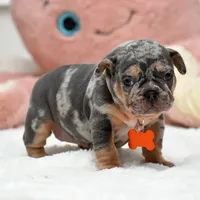 Puppy, a female French Bulldog for sale in Cumming, GA – Photo 2 of 8