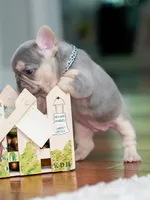 Female Lilac Tan DOB 04.10.2026 | French bulldog puppy, a female French Bulldog for sale in Cumming, GA – 10 of 10