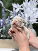 Female Cream DOB 04.27.2026 | French bulldog puppy, a female French Bulldog for sale in Cumming, GA – 1 of 7