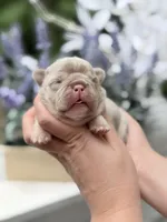 Female New Shade Tan Isabella DOB 04.27.2026 | French bulldog puppy, a female French Bulldog for sale in Cumming, GA – 5 of 7