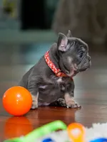 Female Blue Tan DOB 04.10.2026 | French bulldog puppy, a female French Bulldog for sale in Cumming, GA – 4 of 10