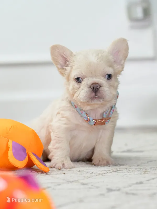 Female Cream FLUFFY DOB 04.17.2026 | French bulldog puppy – French Bulldog puppy for sale in Cumming, GA