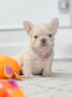 Female Cream FLUFFY DOB 04.17.2026 | French bulldog puppy, a female French Bulldog for sale in Cumming, GA – 1 of 6