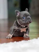Female Blue Tan DOB 04.10.2026 | French bulldog puppy, a female French Bulldog for sale in Cumming, GA – 1 of 9