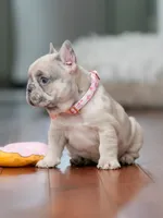  Female Fawn Merle DOB 03.22.2026 | French bulldog puppy, a female French Bulldog for sale in Cumming, GA – 6 of 10