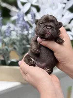 Female Chocolate DOB 04.27.2026 | French bulldog puppy, a female French Bulldog for sale in Cumming, GA – 7 of 8