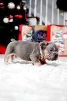 Puppy, a male French Bulldog for sale in Cumming, GA – Photo 6 of 6