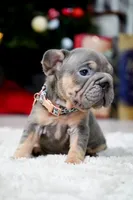 Puppy, a male French Bulldog for sale in Cumming, GA – Photo 2 of 6