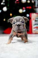 Puppy, a male French Bulldog for sale in Cumming, GA – Photo 5 of 6