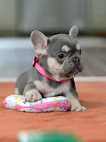 Female Lilac Tan, a female French Bulldog for sale in Cumming, GA – Photo 3 of 10