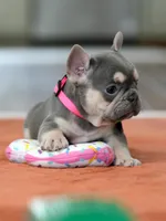 Female Lilac Tan, a female French Bulldog for sale in Cumming, GA – Photo 2 of 10
