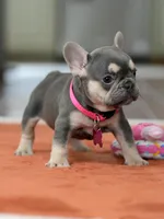 Female Lilac Tan, a female French Bulldog for sale in Cumming, GA – Photo 8 of 10