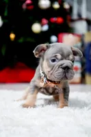 Puppy, a male French Bulldog for sale in Cumming, GA – Photo 4 of 6