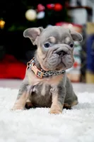 Puppy, a male French Bulldog for sale in Cumming, GA – Photo 3 of 6