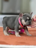 Female Lilac Tan, a female French Bulldog for sale in Cumming, GA – Photo 9 of 10