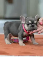 Female Lilac Tan, a female French Bulldog for sale in Cumming, GA – Photo 10 of 10