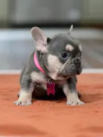Female Lilac Tan, a female French Bulldog for sale in Cumming, GA – Photo 1 of 10
