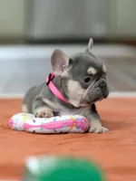 Female Lilac Tan, a female French Bulldog for sale in Cumming, GA – Photo 6 of 10