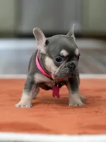 Female Lilac Tan, a female French Bulldog for sale in Cumming, GA – Photo 7 of 10